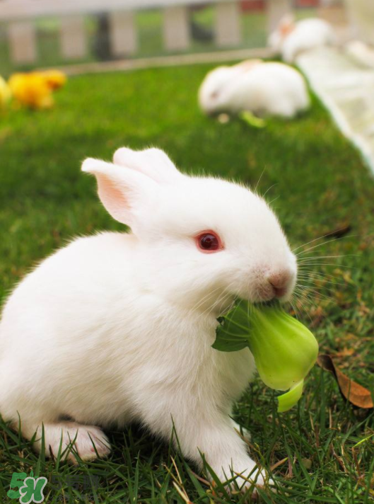 兔肉和雞肉能一起吃嗎？兔肉和土豆能一起吃嗎？