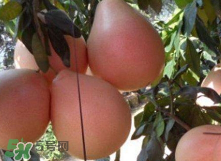 三紅蜜柚怎么挑選？三紅蜜柚種植方法與技巧