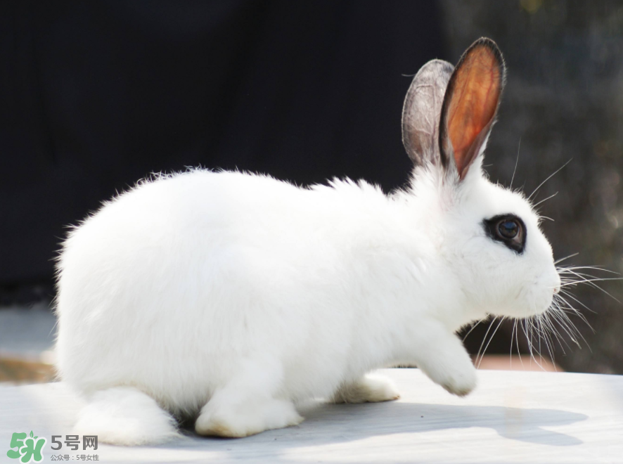 兔肉和芹菜能同吃嗎？兔肉和蝦能一起吃嗎？