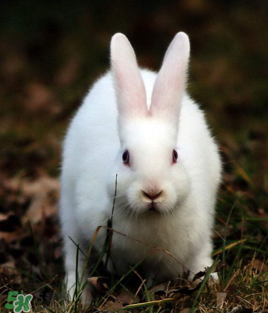 兔肉和芹菜能同吃嗎？兔肉和蝦能一起吃嗎？