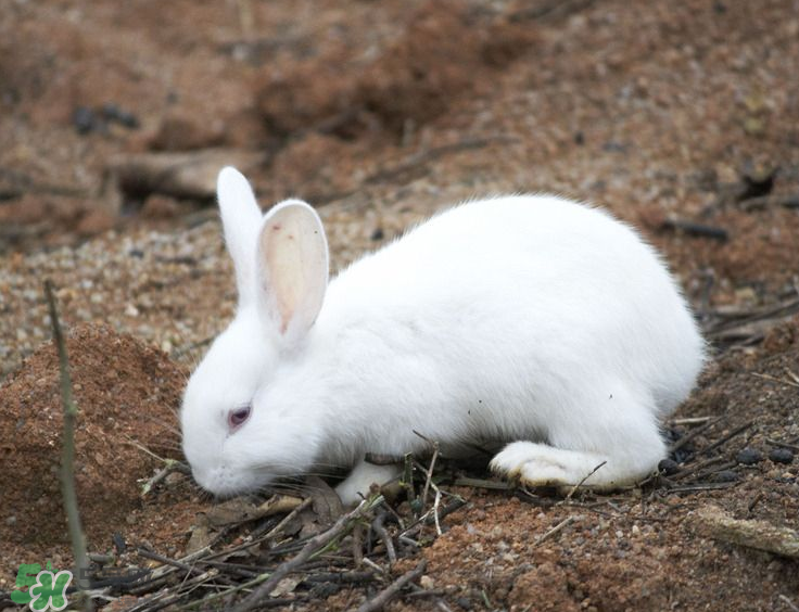 兔肉和芹菜能同吃嗎？兔肉和蝦能一起吃嗎？