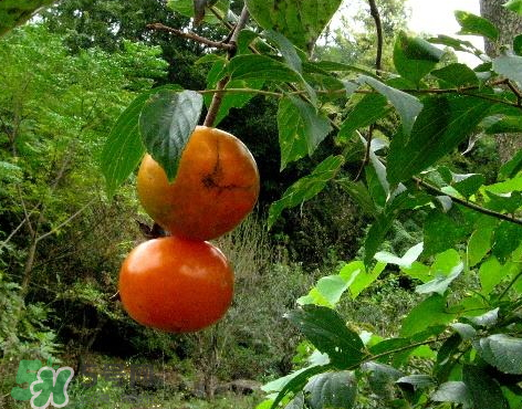 山柿子對(duì)人體有害嗎 山柿子果的功效與作用 山柿子對(duì)人體有害嗎 山柿子果的功效與作用