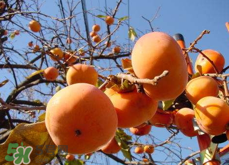 山柿子對(duì)人體有害嗎 山柿子果的功效與作用 山柿子對(duì)人體有害嗎 山柿子果的功效與作用