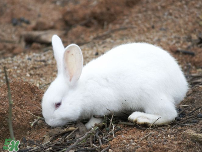 兔肉和羊肉能一起吃嗎？兔肉和羊肉相克嗎？