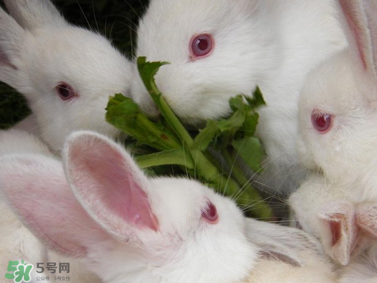 兔肉和羊肉能一起吃嗎？兔肉和羊肉相克嗎？