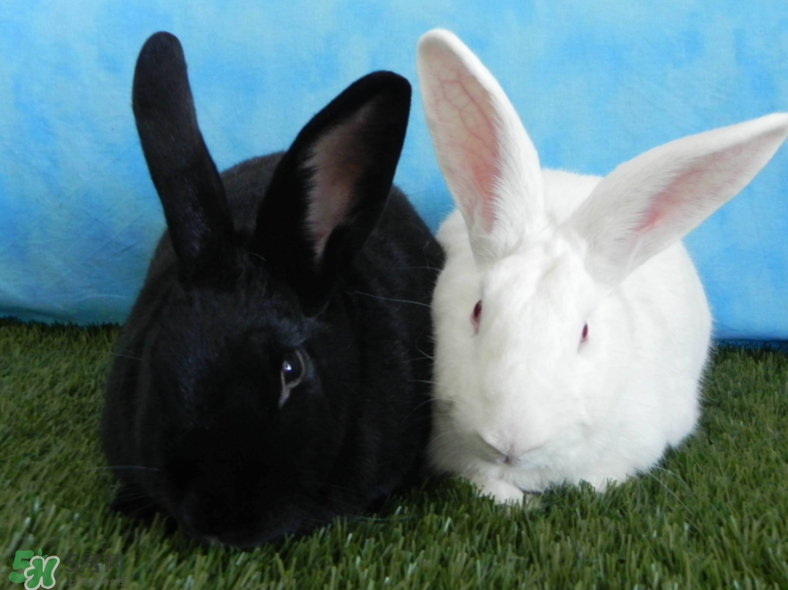 兔肉和羊肉能一起吃嗎？兔肉和羊肉相克嗎？