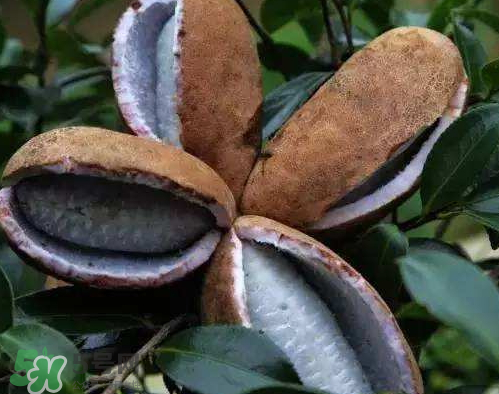 羊開口的中藥別名 羊開口是什么中藥 羊開口的中藥別名 羊開口是什么中藥