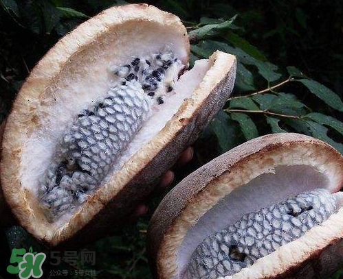 羊開口的中藥別名 羊開口是什么中藥 羊開口的中藥別名 羊開口是什么中藥