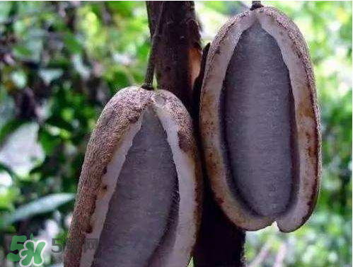 羊開口的中藥別名 羊開口是什么中藥 羊開口的中藥別名 羊開口是什么中藥