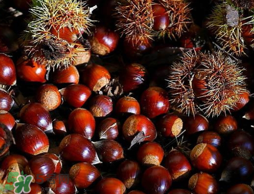 野板栗什么時候成熟 野板栗功效與作用 野板栗什么時候成熟 野板栗功效與作用