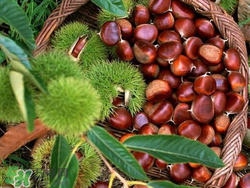 野板栗什么時候成熟 野板栗功效與作用 野板栗什么時候成熟 野板栗功效與作用