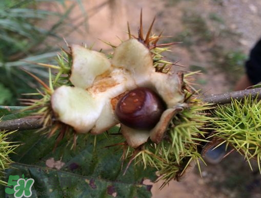 野板栗什么時候成熟 野板栗功效與作用 野板栗什么時候成熟 野板栗功效與作用