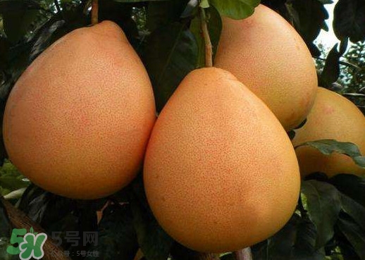 三紅蜜柚幾年結果？種三紅蜜柚好還是紅肉蜜柚好？