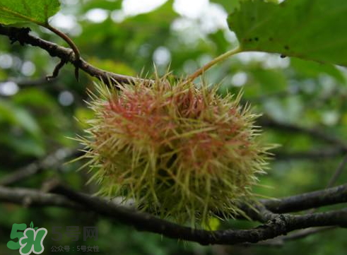 野板栗能吃嗎 野板栗殼的功效與作用 野板栗能吃嗎 野板栗殼的功效與作用