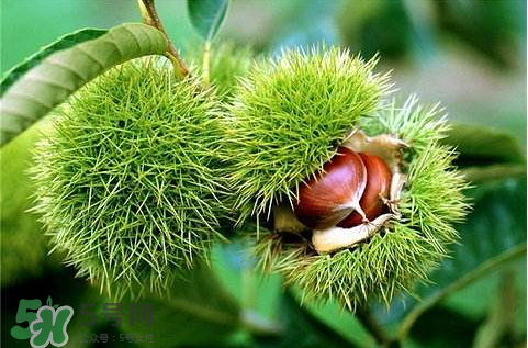 野板栗能吃嗎 野板栗殼的功效與作用 野板栗能吃嗎 野板栗殼的功效與作用