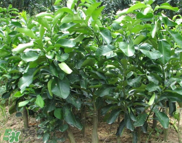 三紅蜜柚怎么儲(chǔ)藏保鮮？三紅蜜柚苗哪里可以買(mǎi)到