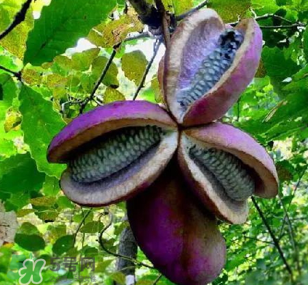 八月炸的籽能吃嗎 八月炸的籽有沒(méi)有毒 八月炸的籽能吃嗎 八月炸的籽有沒(méi)有毒