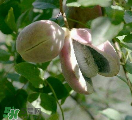 八月炸的籽能吃嗎 八月炸的籽有沒(méi)有毒 八月炸的籽能吃嗎 八月炸的籽有沒(méi)有毒