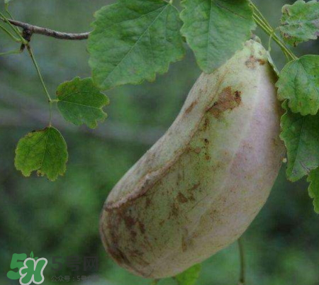 八月炸的籽能吃嗎 八月炸的籽有沒(méi)有毒 八月炸的籽能吃嗎 八月炸的籽有沒(méi)有毒