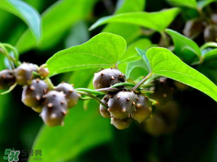 山藥豆是怎么長出來的？山藥豆是山藥的種子嗎？