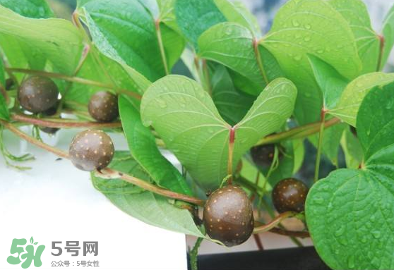 山藥豆能生吃嗎？山藥豆能帶皮吃嗎？