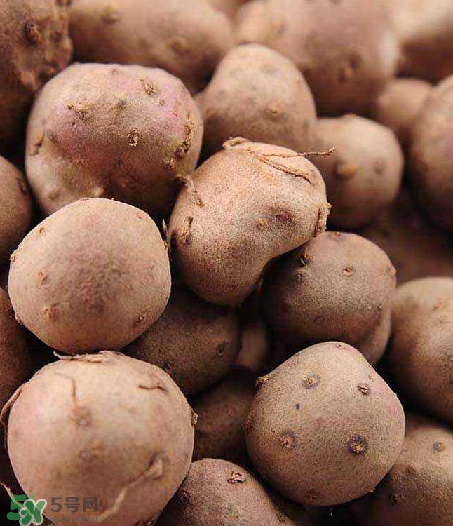 山藥豆能種植嗎？山藥豆怎么種？