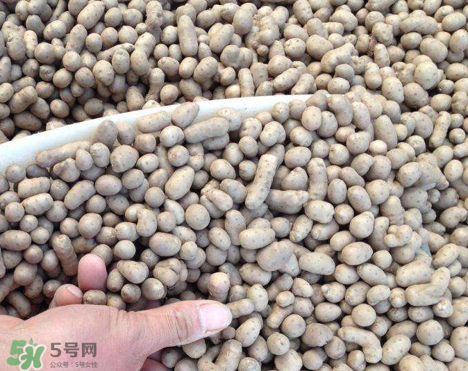 山藥豆能種植嗎？山藥豆怎么種？