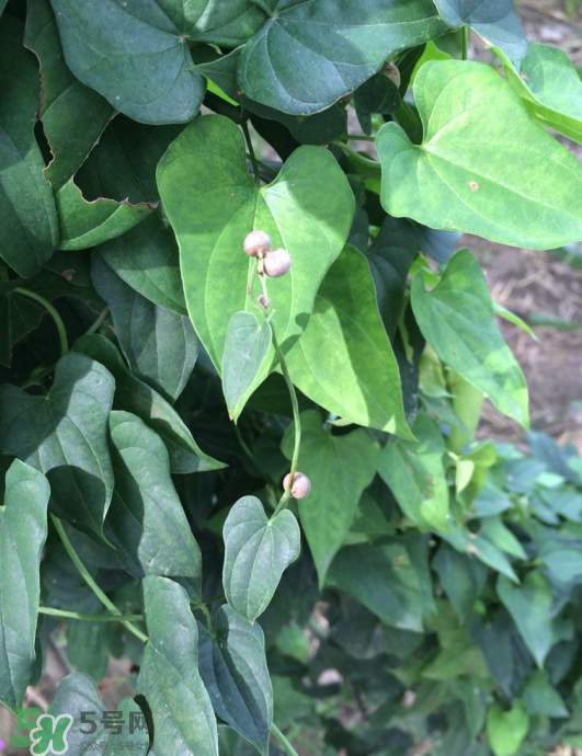 山藥豆能種植嗎？山藥豆怎么種？