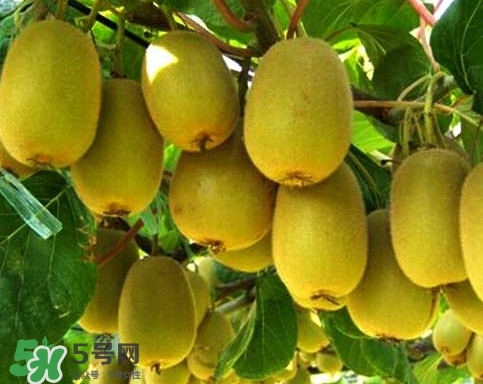 黃心獼猴桃叫什么名字？黃心獼猴桃是什么品種