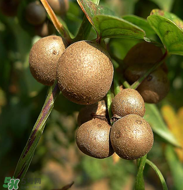 山藥豆能泡酒嗎？山藥豆能打豆?jié){嗎？