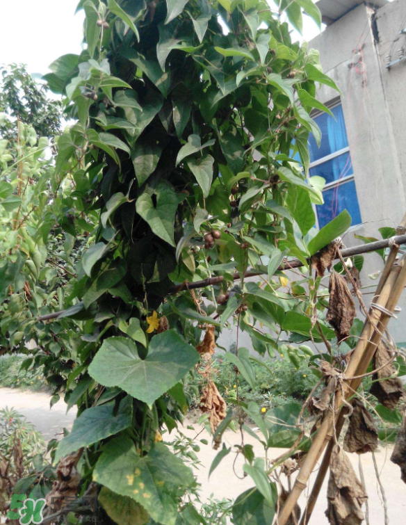 山藥豆能泡酒嗎？山藥豆能打豆?jié){嗎？