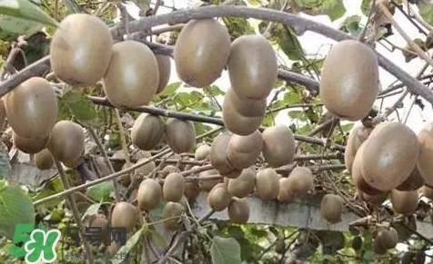 黃心獼猴桃叫什么名字？黃心獼猴桃是什么品種