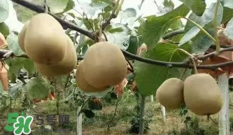 黃心獼猴桃叫什么名字？黃心獼猴桃是什么品種