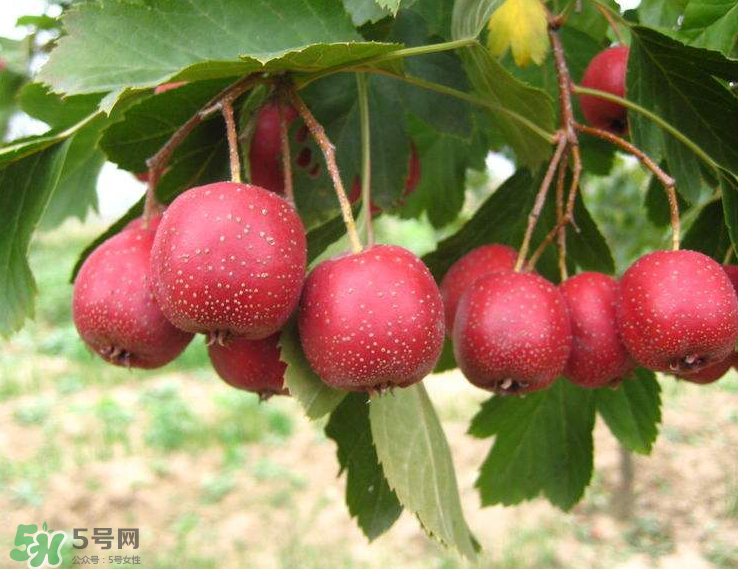 山楂和菊花能一起泡水喝嗎？