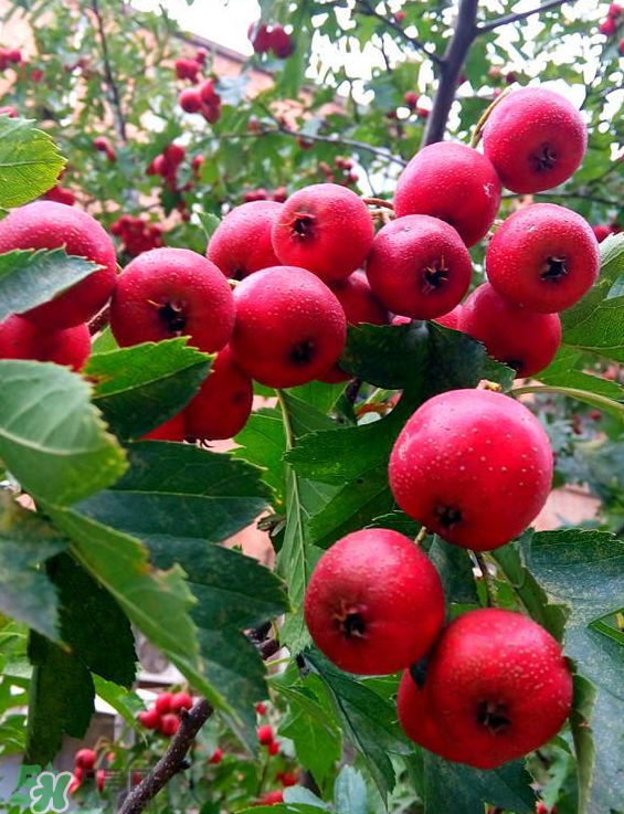 山楂和菊花能一起泡水喝嗎？