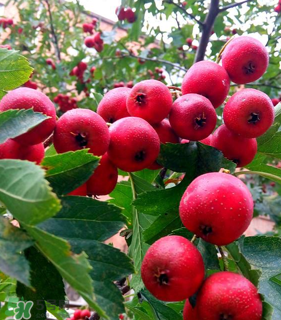 山楂和決明子泡茶喝的功效是什么？