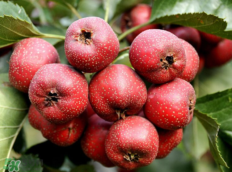 山楂和決明子泡茶喝的功效是什么？