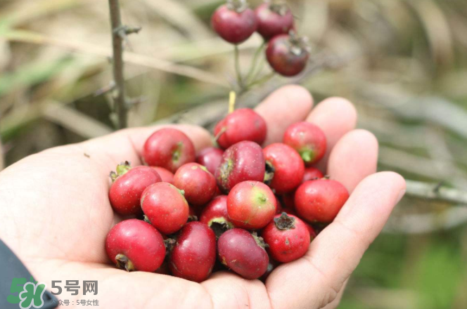 山楂和蜂蜜能一起沖水喝嗎？