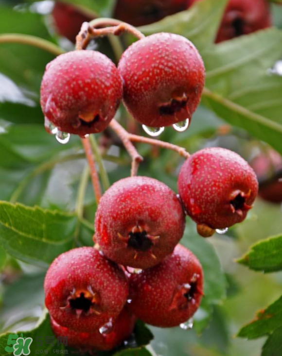 山楂和蜂蜜能一起沖水喝嗎？