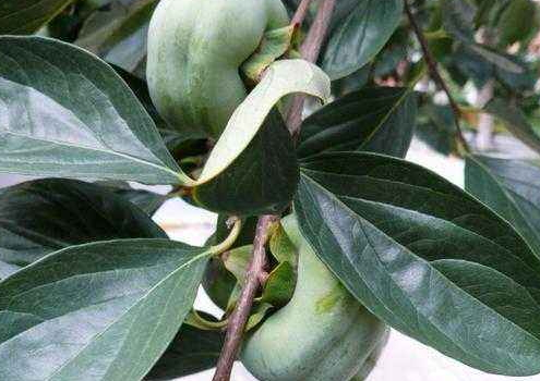 柿子葉可以洗臉嗎 柿子葉能美容嗎 柿子葉可以洗臉嗎 柿子葉能美容嗎