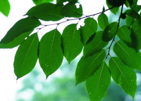 柿子葉可以洗臉嗎 柿子葉能美容嗎 柿子葉可以洗臉嗎 柿子葉能美容嗎