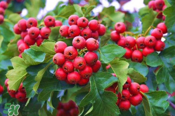 山楂和紅棗可以一起泡水喝嗎？