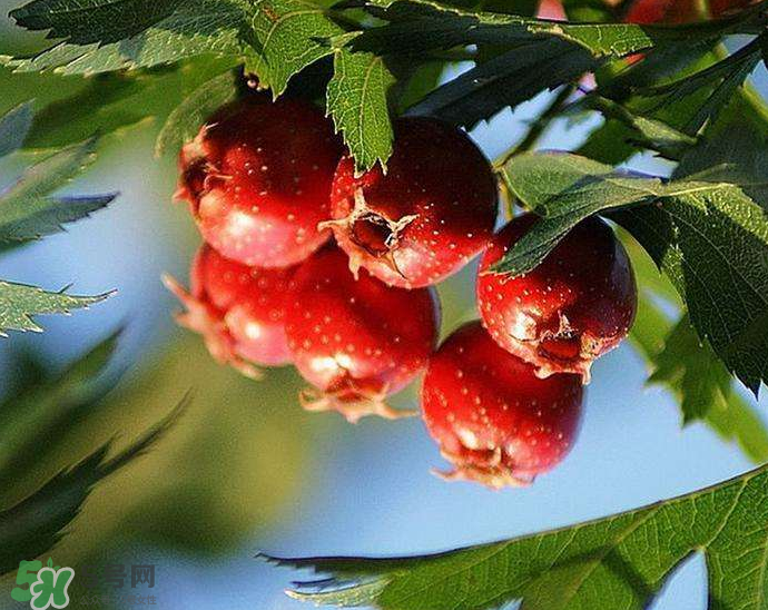 山楂要煲多長(zhǎng)時(shí)間最好？山楂要什么時(shí)候吃最好？