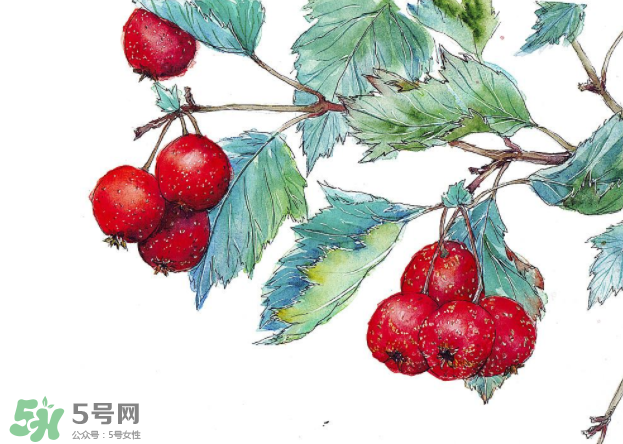 山楂要煲多長(zhǎng)時(shí)間最好？山楂要什么時(shí)候吃最好？