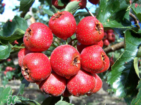 山楂要煲多長(zhǎng)時(shí)間最好？山楂要什么時(shí)候吃最好？