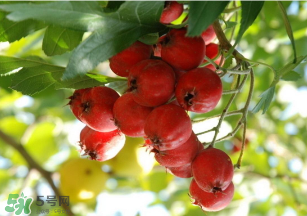 山楂怎么吃才減肥？山楂怎么吃能減肥瘦身？