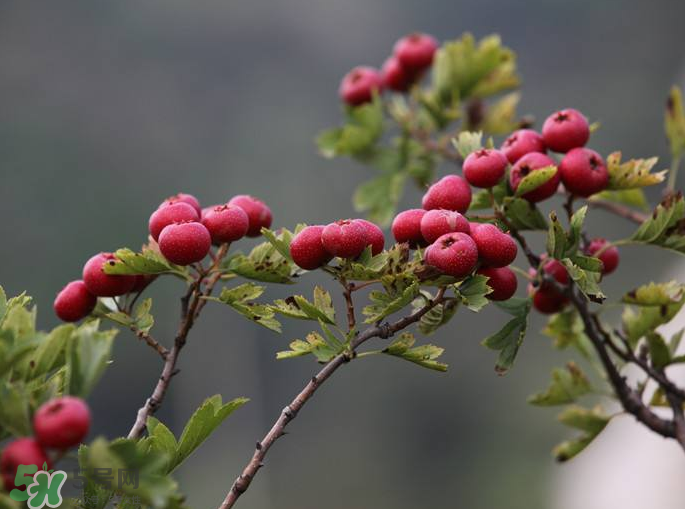 山楂怎么吃才減肥？山楂怎么吃能減肥瘦身？