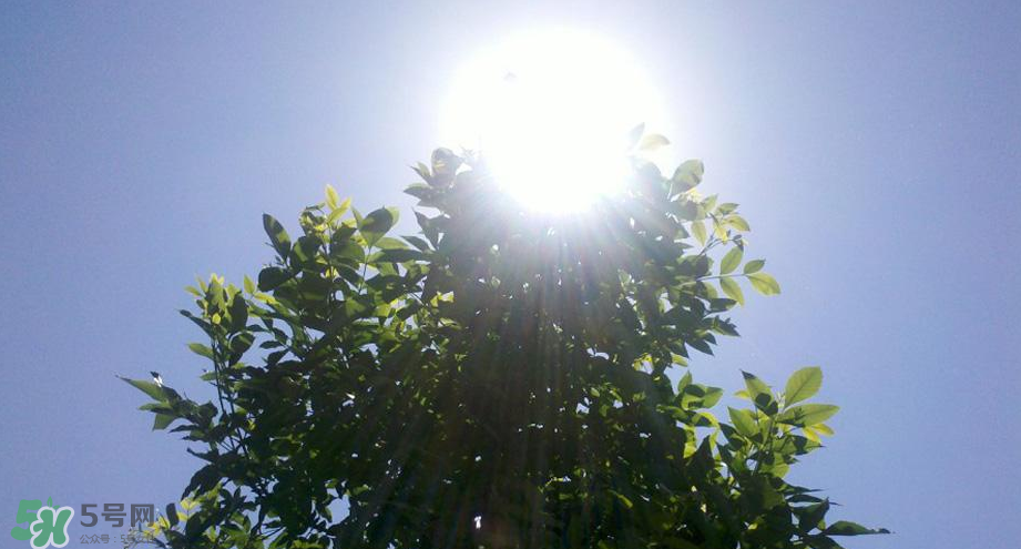 為什么三伏天最熱？如何過好三伏天？