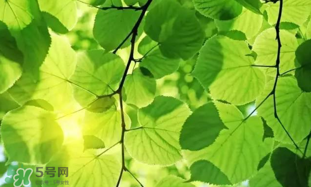 三伏天吃什么？三伏天養(yǎng)生