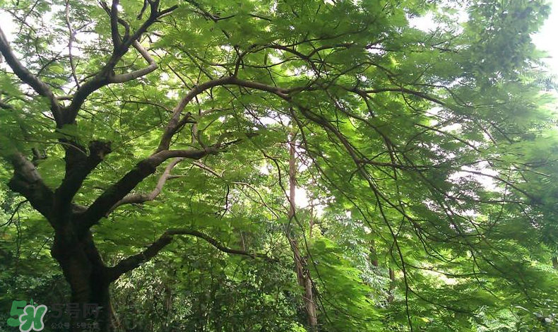 三伏天吃什么？三伏天養(yǎng)生